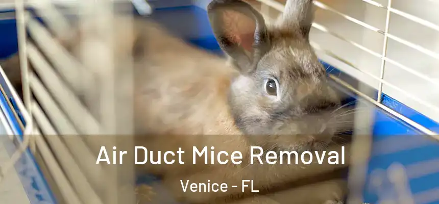 Air Duct Mice Removal Venice - FL